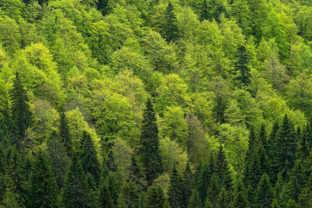 Planning a Farewell Surrounded by the Serenity of the Forest