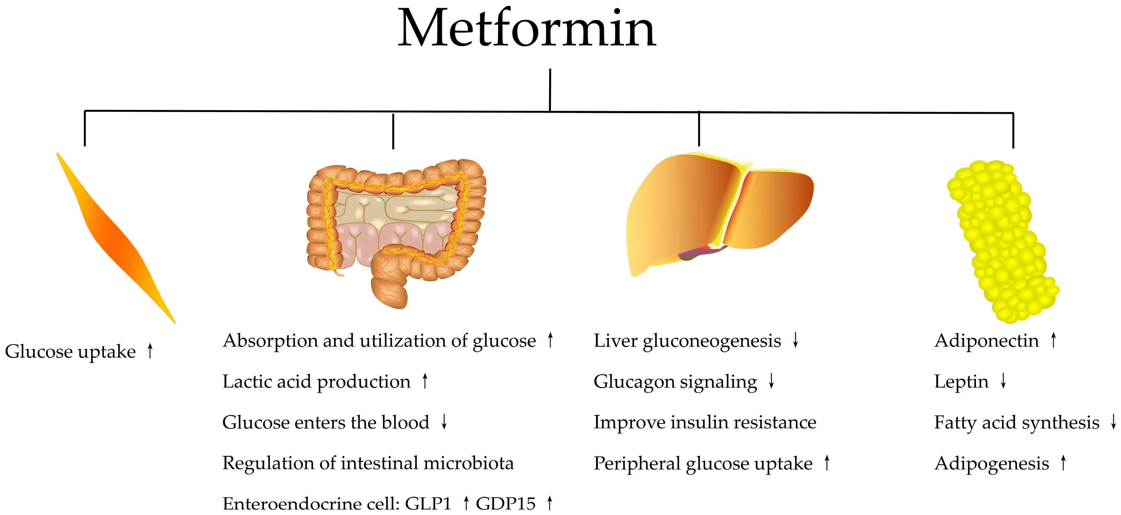 Metformin vs. Semaglutide